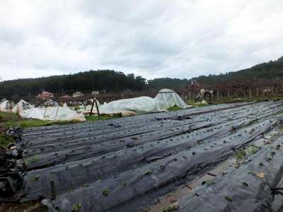 Marmaris'te hortumun yaraları sarılıyor