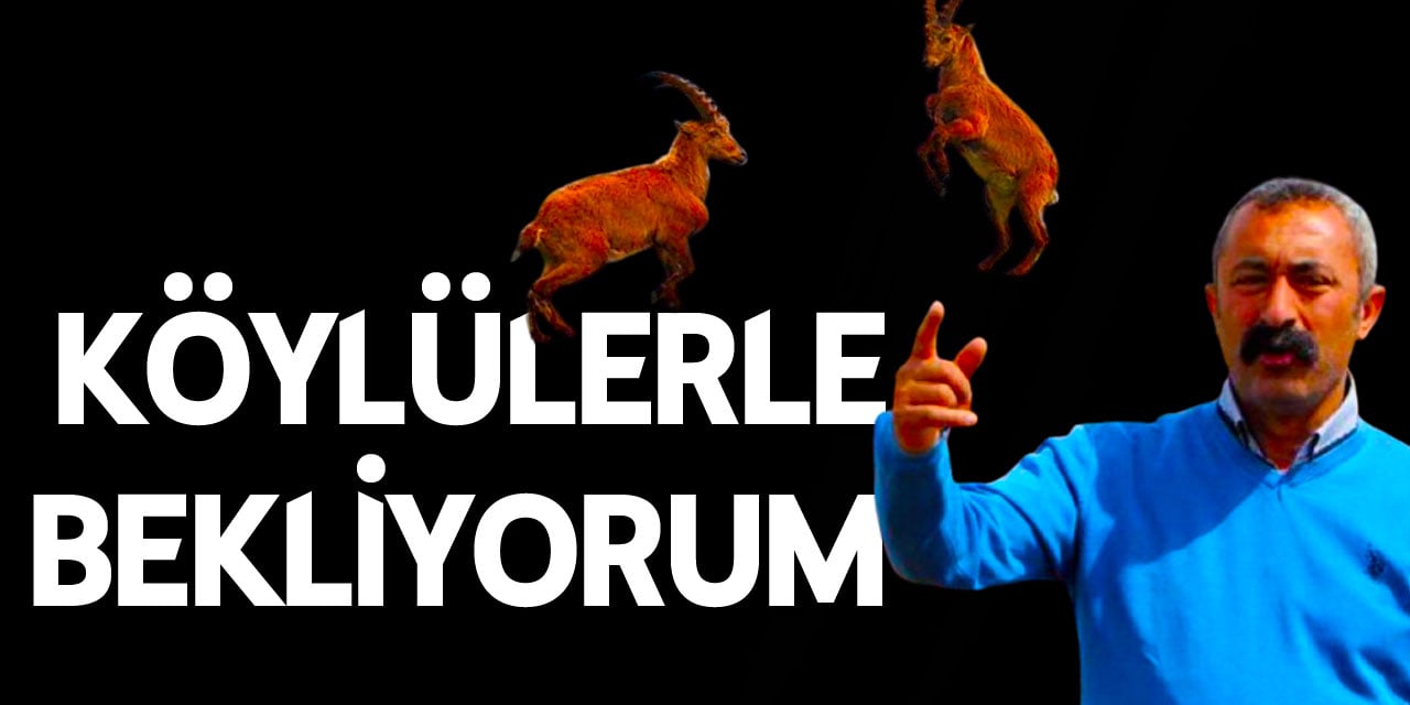 'Komünist Başkan' Maçoğlu dağ keçisini korumak için ABD’li avcının karşısına çıkacak