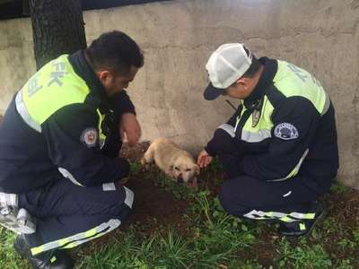 Otomobilin çarptığı  köpeğe trafik polisleri sahip çıktı