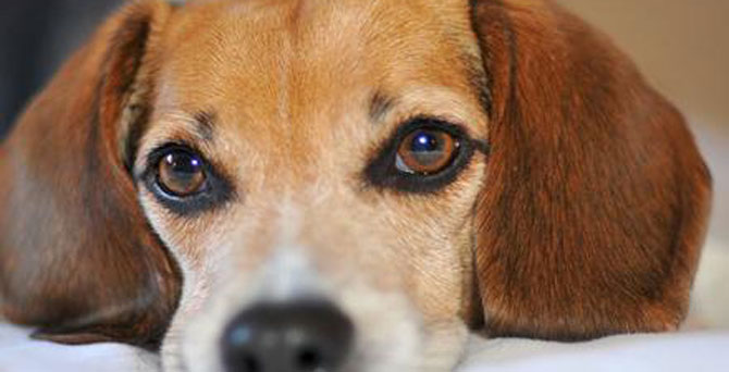 Festival için 40 bin köpek kestiler