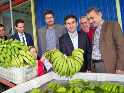 Hatay'da muz hasadı başladı