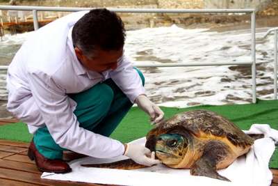Yaralı caretta caretta tedaviye alındı