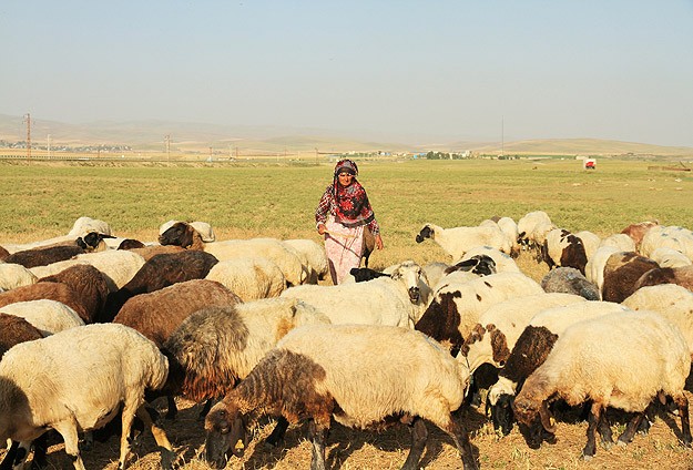 4 bin liraya çalışacak çoban bulamıyorlar