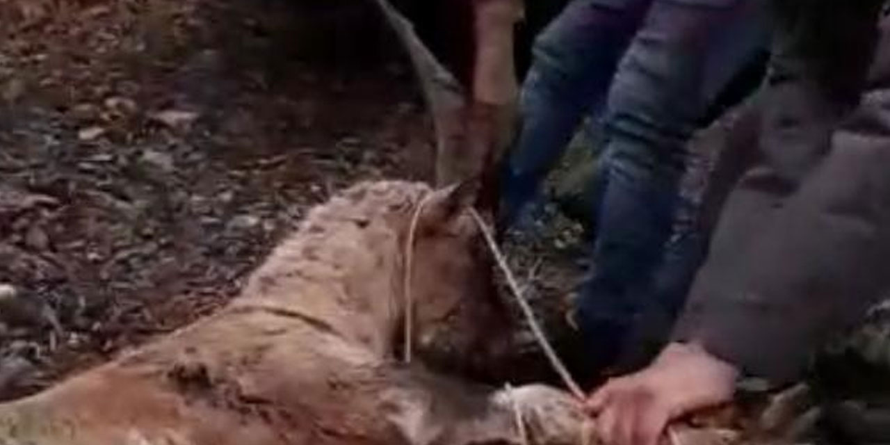 Tunceli'de avcılar koruma altındaki yaban keçisini vurdu