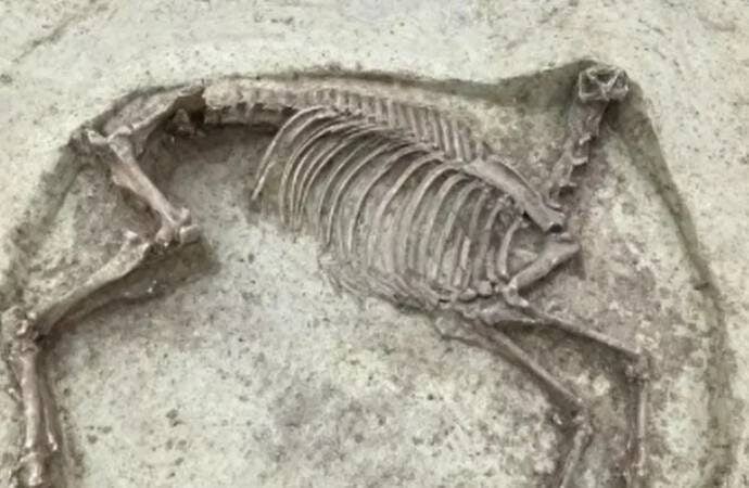 Almanya'da 1400 yıllık başsız at iskeleti bulundu