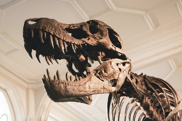 Arjantin'de kolsuz dinozor türü keşfedildi