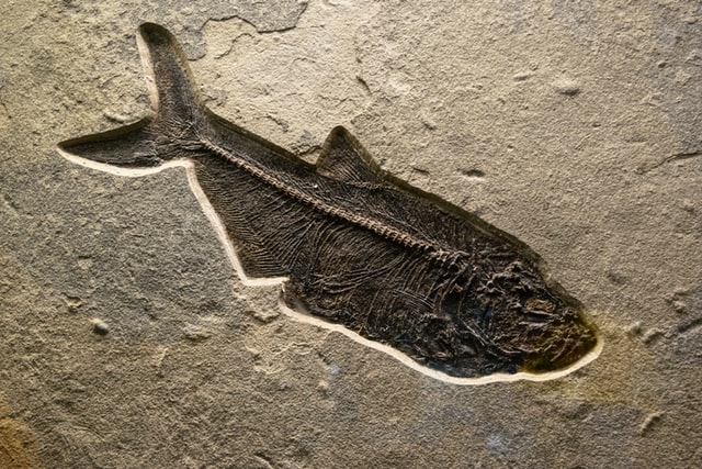 Çin'de 430 milyon yıllık balık fosili bulundu!