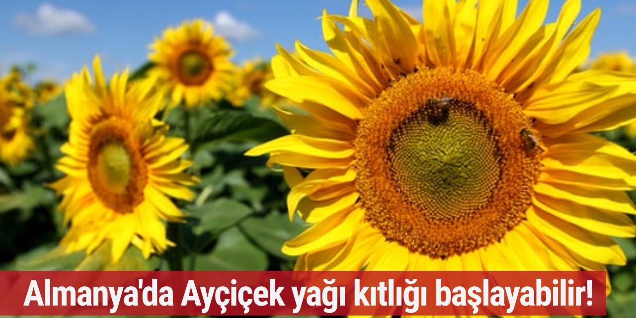 Almanya'da ayçiçek yağı kıtlığı başlayabilir!