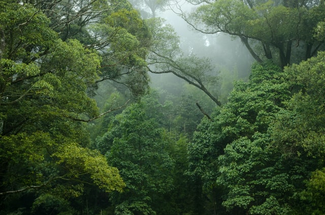 Amazon ormanlarını NFT'ler kurtarabilir!