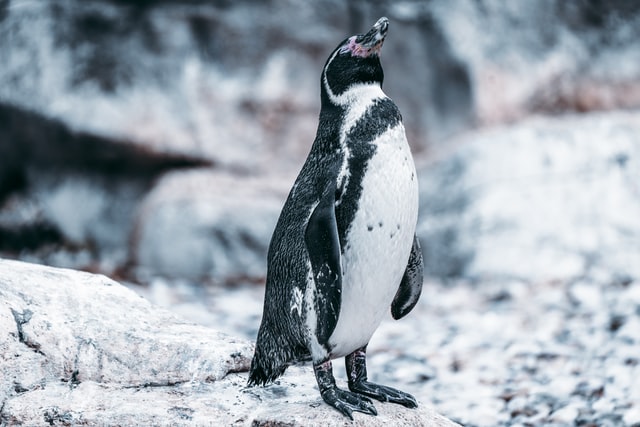 Afrika penguenlerinin soyu yakında tükenebilir!