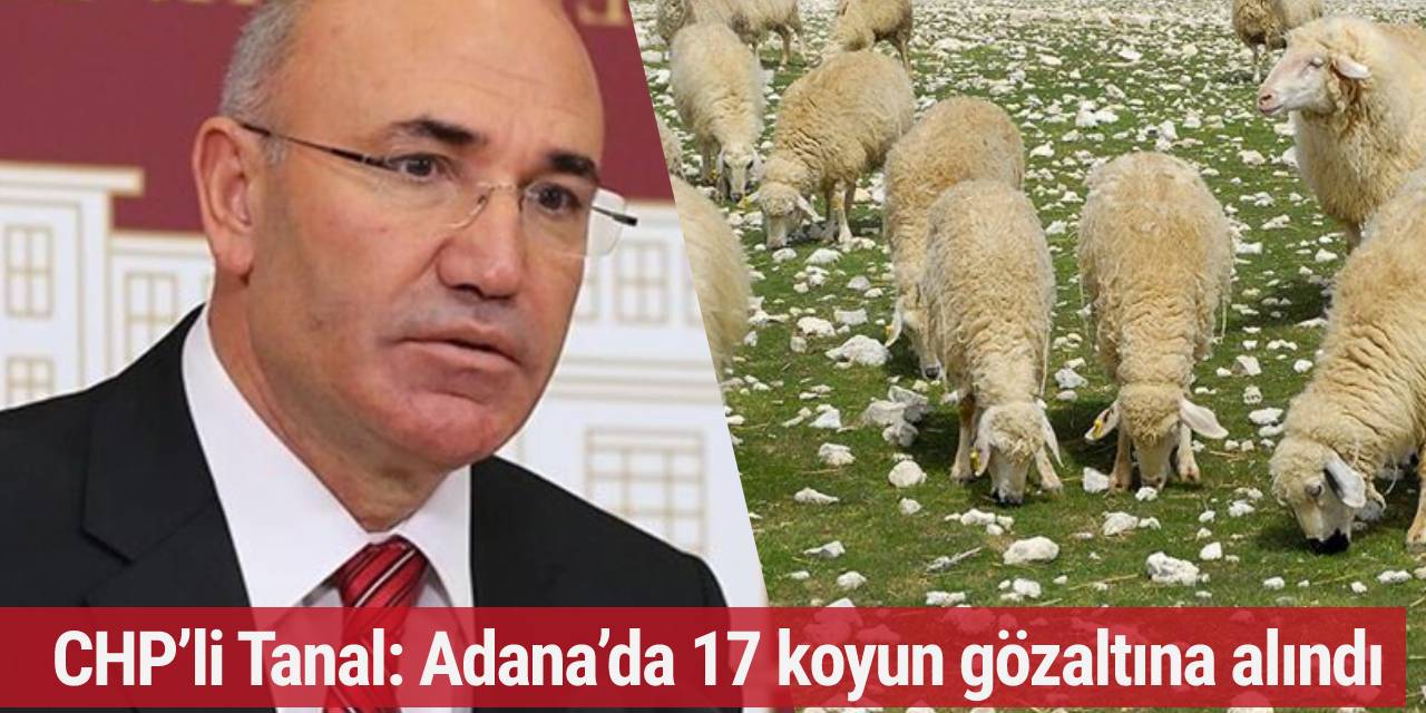 CHP’li Tanal: Adana’da 17 koyun gözaltına alındı