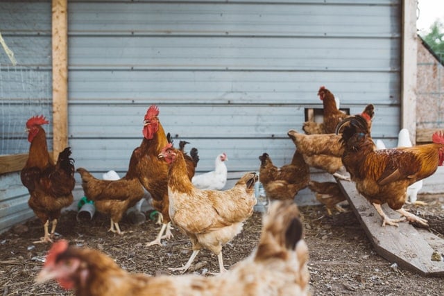 Kanada’da kuş gribi alarmı!