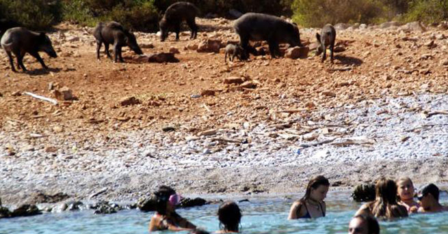 Bodrum'u domuzlar bastı