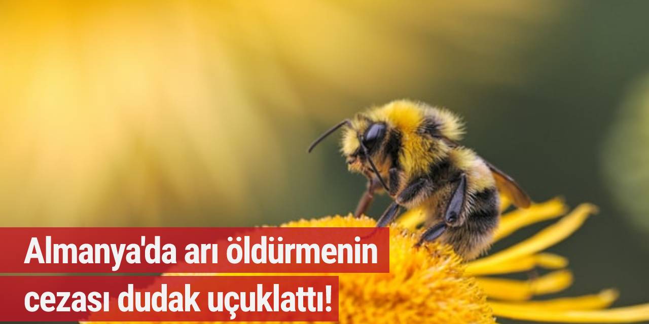 Almanya'da arı öldürmenin cezası dudak uçuklattı!