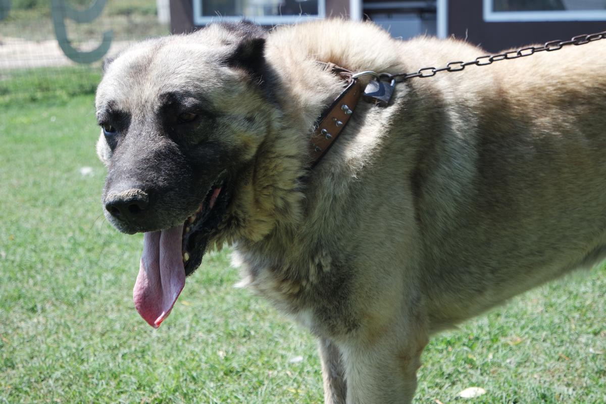 Sıfır otomobil fiyatına "Kangal"