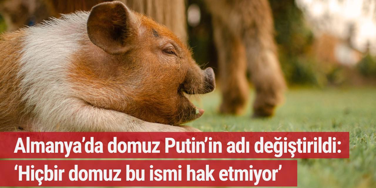 Almanya’da domuz Putin’in adı değiştirildi: ‘Hiçbir domuz bu ismi hak etmiyor’