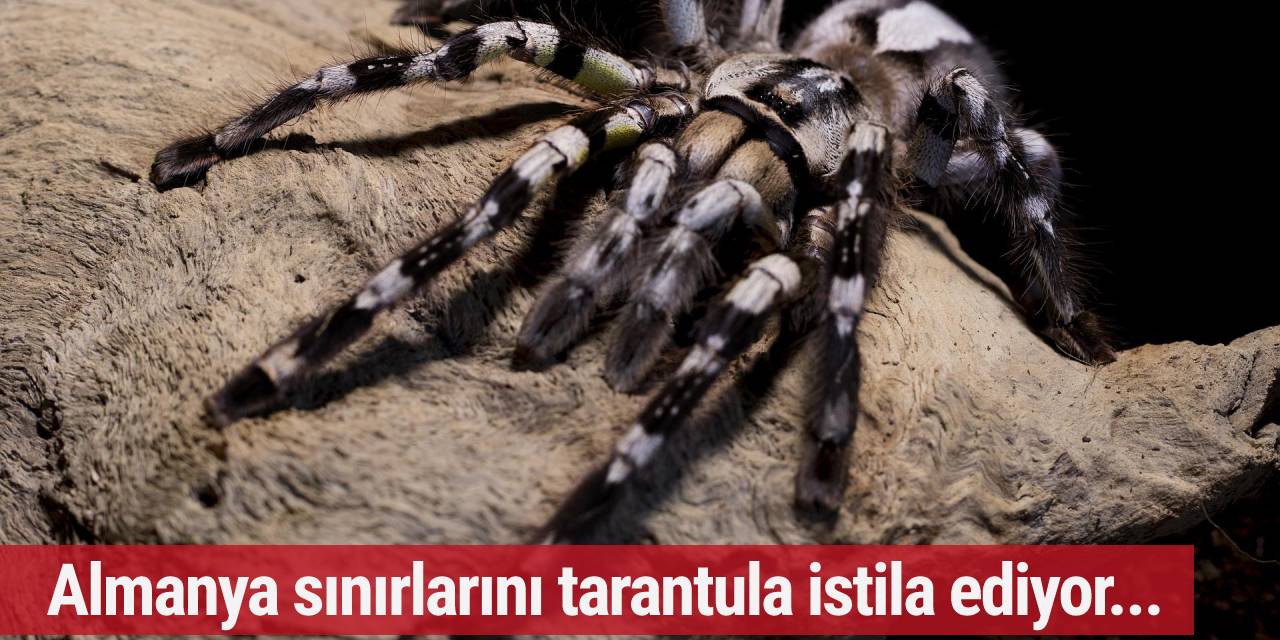 Almanya sınırlarını tarantula istila ediyor...