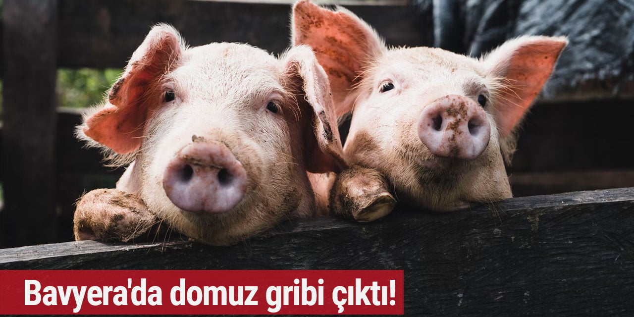 Bavyera'da domuz gribi çıktı!