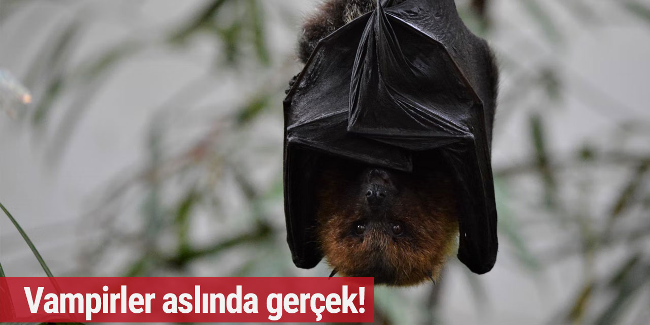Vampirler aslında gerçek!