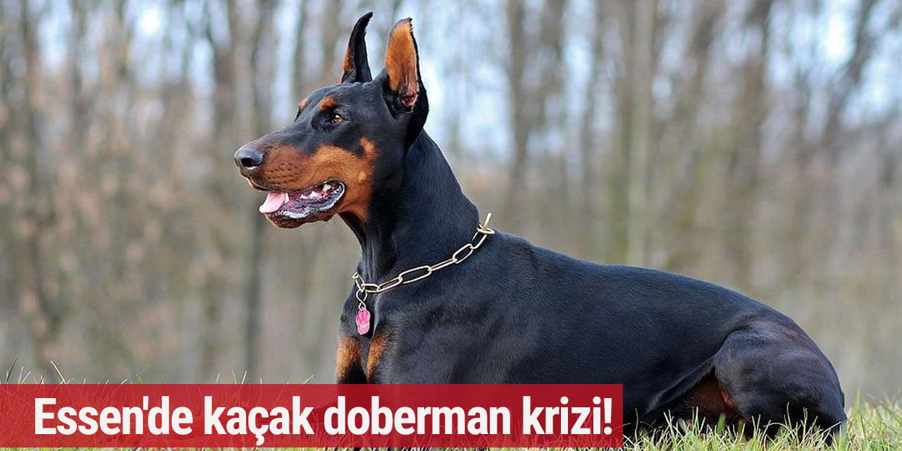 Essen'de kaçak doberman krizi!
