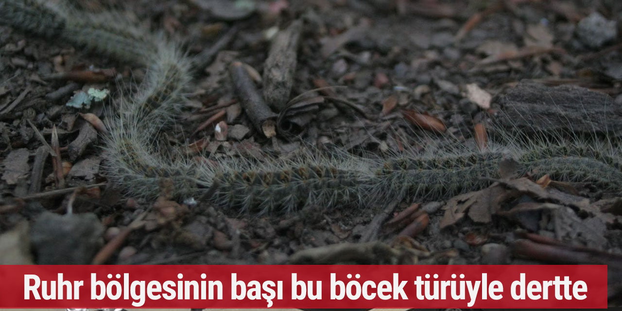 Ruhr bölgesinin başı bu böcek türüyle dertte