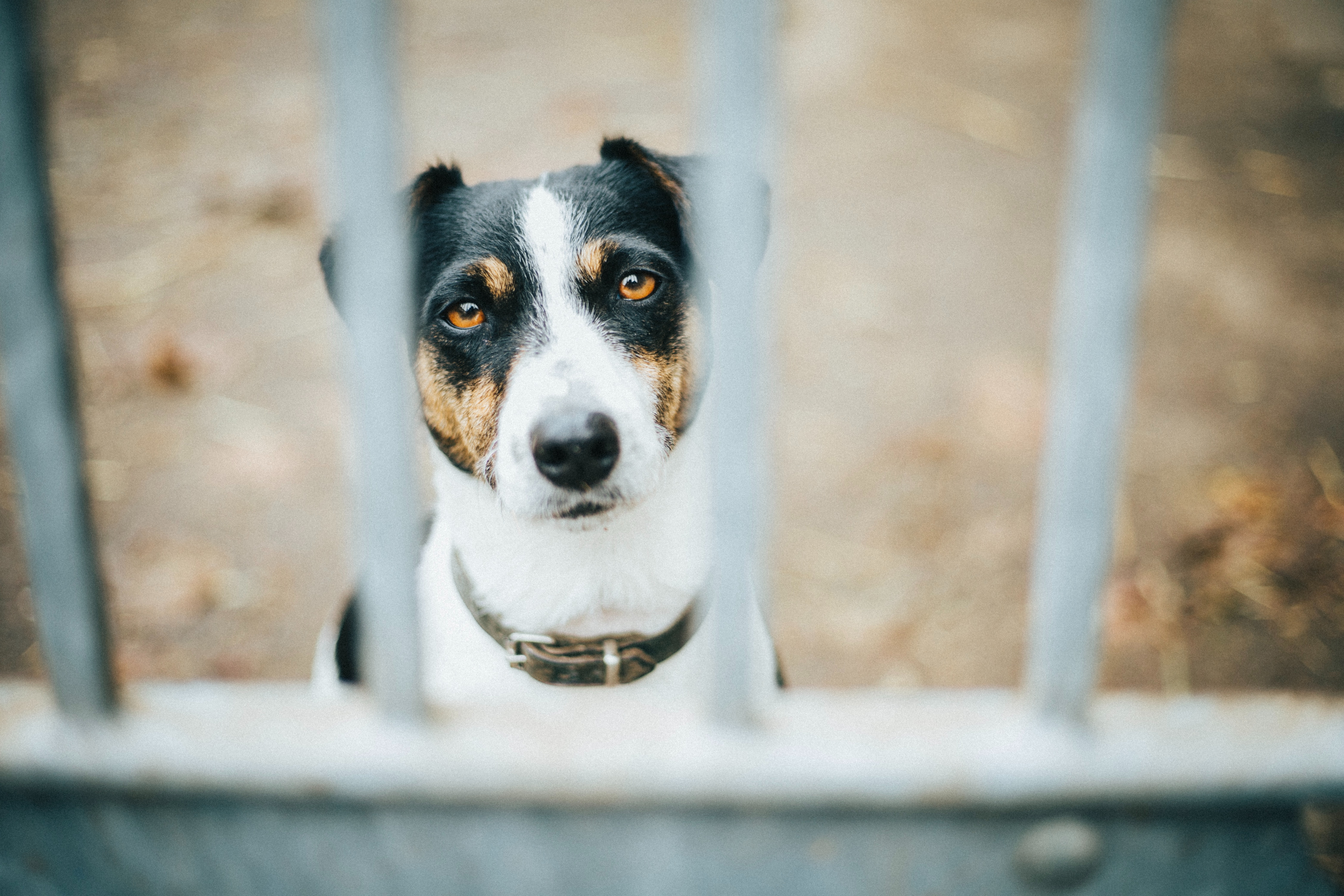 Köpeği öldürdükleri iddia edilen 2 zanlı yurt dışına çıkış yasağı verilerek serbest bırakıldı