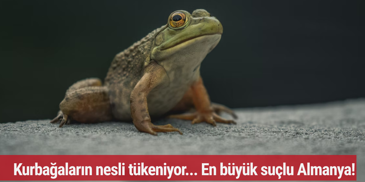 Kurbağaların nesli tükeniyor... En büyük suçlu Almanya!