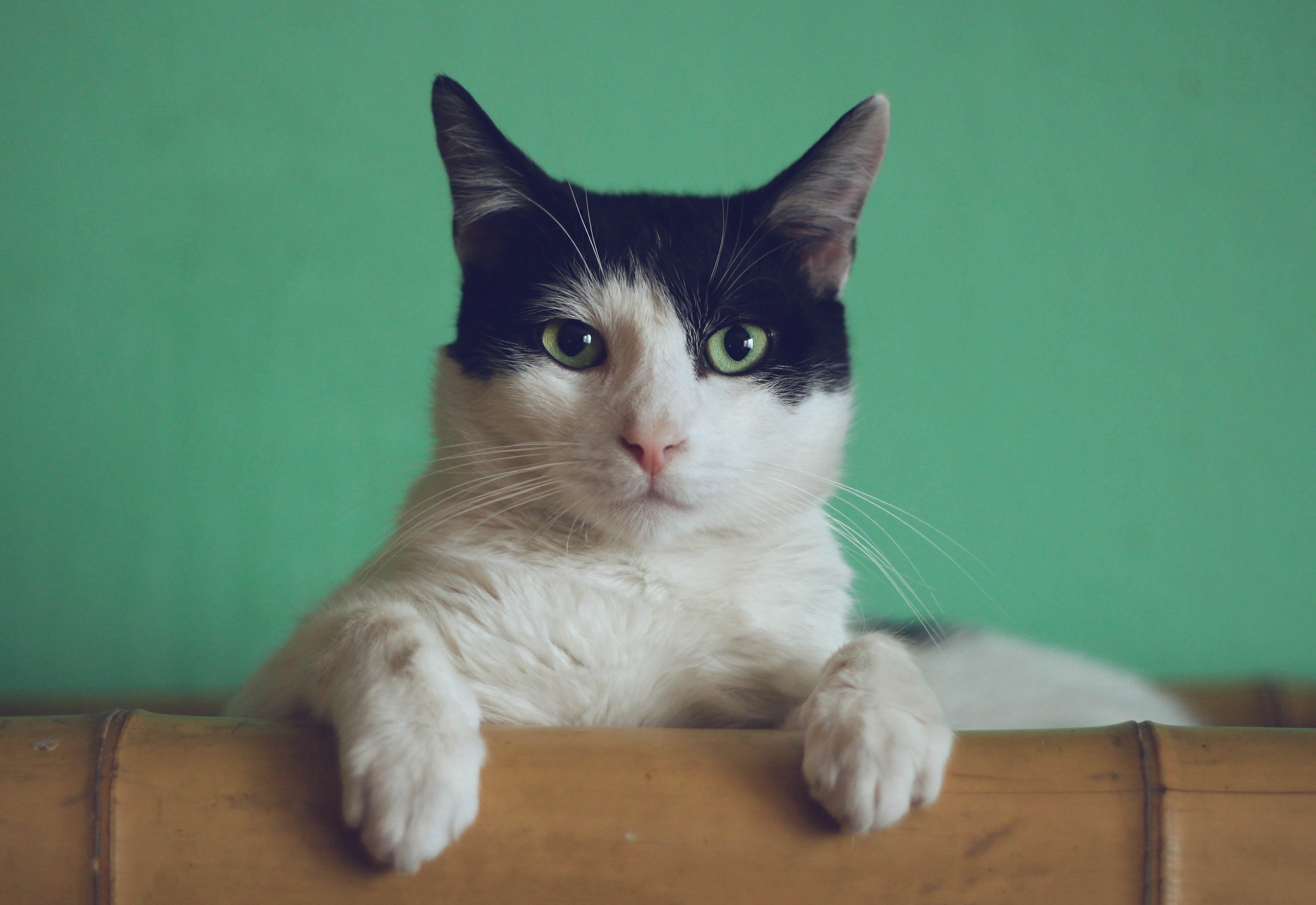 Kedi beslemek kalp krizi riskini azaltıyor
