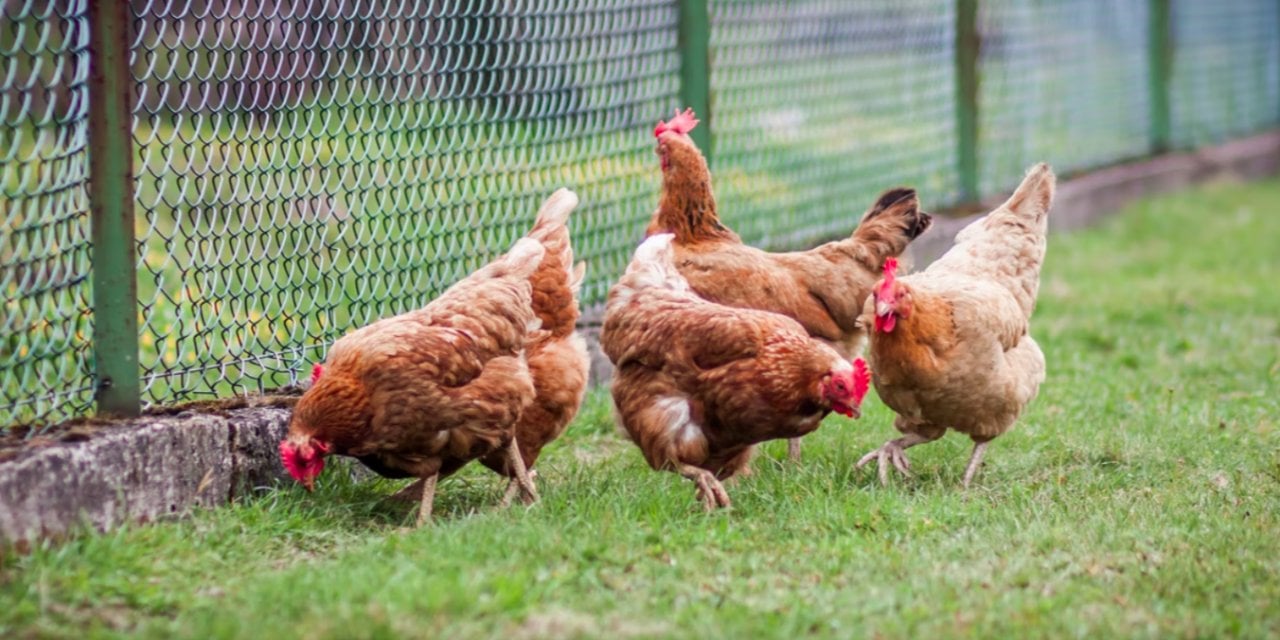 Gine'de kuş gribi şüphesiyle 200 bin kümes hayvanı itlaf edildi