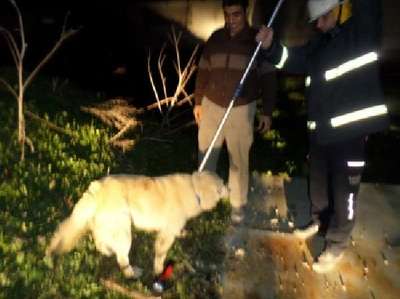 Kapağı açık kuyuya düşen köpeği itfaiye kurtardı.