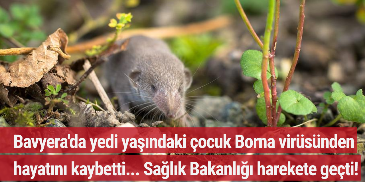 Bavyera'da yedi yaşındaki çocuk Borna virüsünden hayatını kaybetti... Sağlık Bakanlığı harekete geçti!