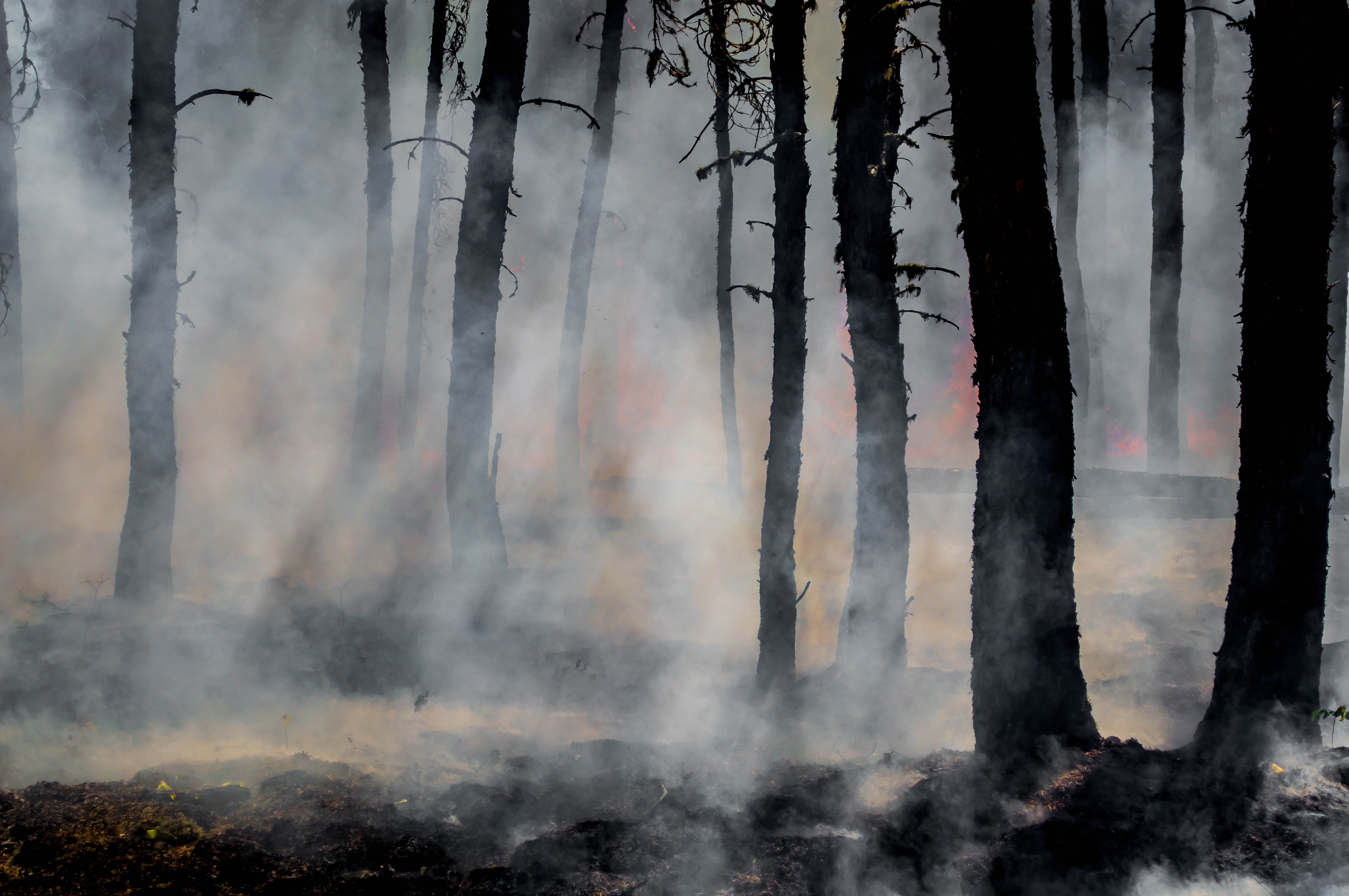Fransa'da bu yıl yangınlar nedeniyle 47 bin hektardan fazla yeşil alan zarar gördü