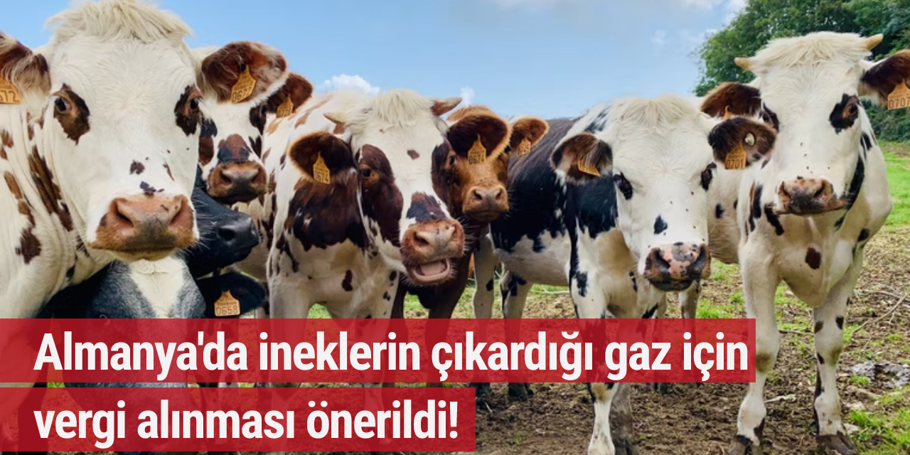 Almanya'da ineklerin çıkardığı gaz için vergi alınması önerildi!