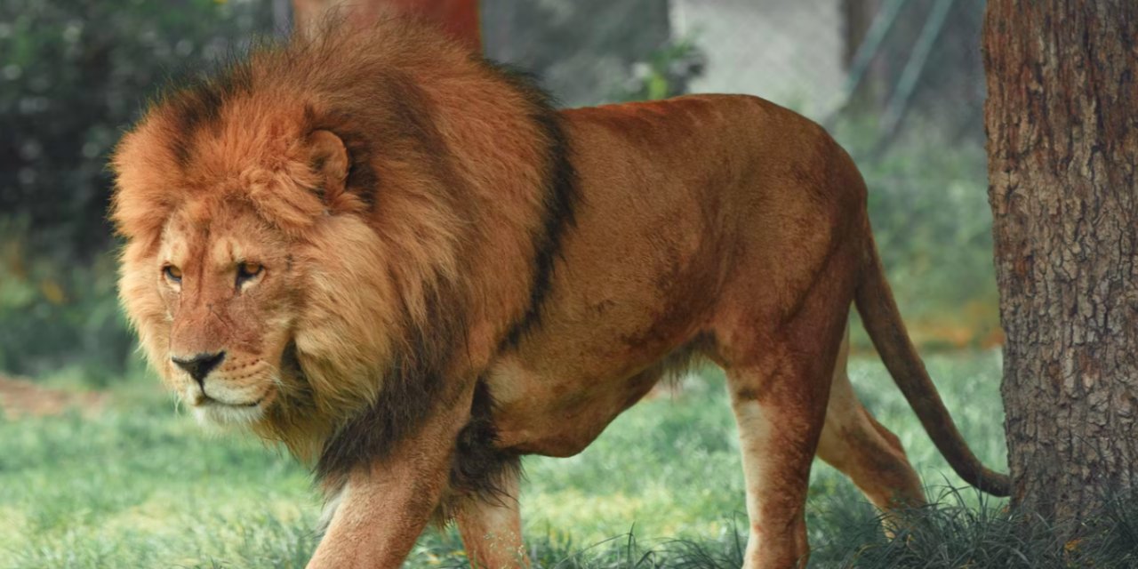 Aslan nüfusu son 20 yılda yüzde 43 azaldı