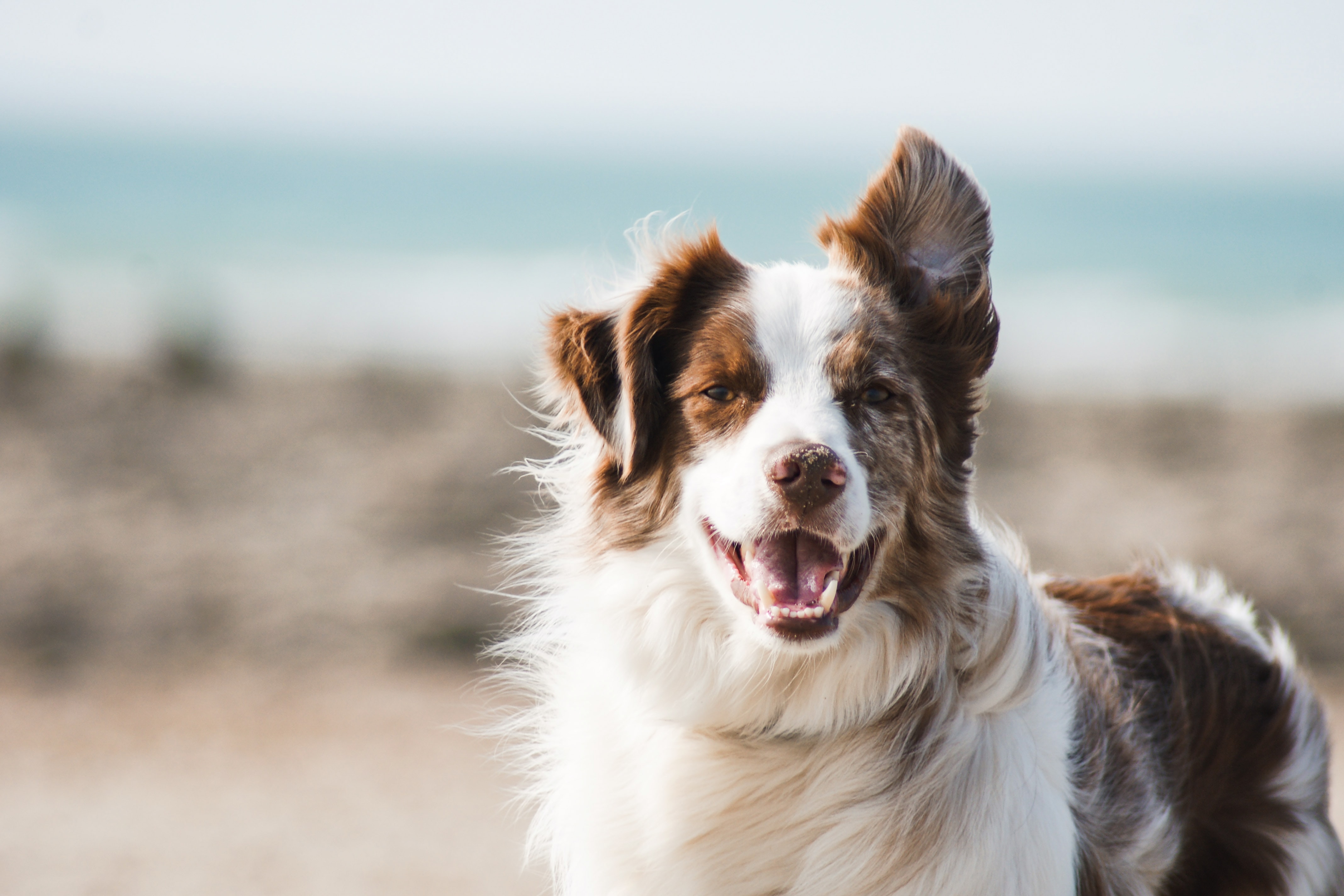 DSÖ, bir köpeğe sahibinden maymun çiçeği virüsü bulaştığını bildirdi