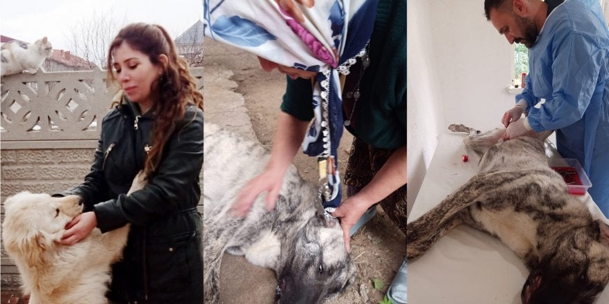 Bahçesindeki yavru köpekler için Almanya’ya tekrar dönmedi
