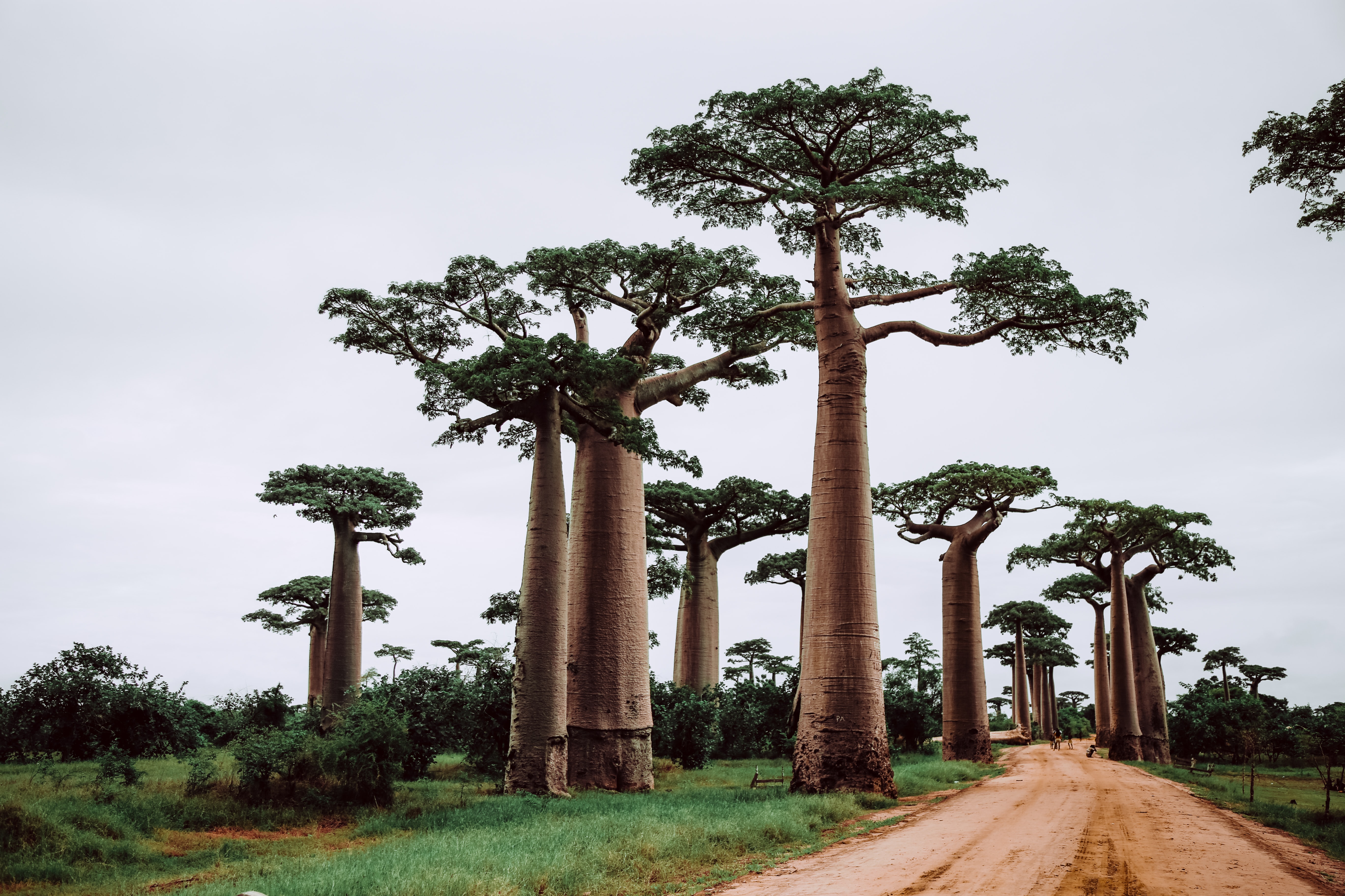 Madagaskar'da 2 albinosun serbest bırakılması için düzenlenen protestoda en az 11 kişi öldü