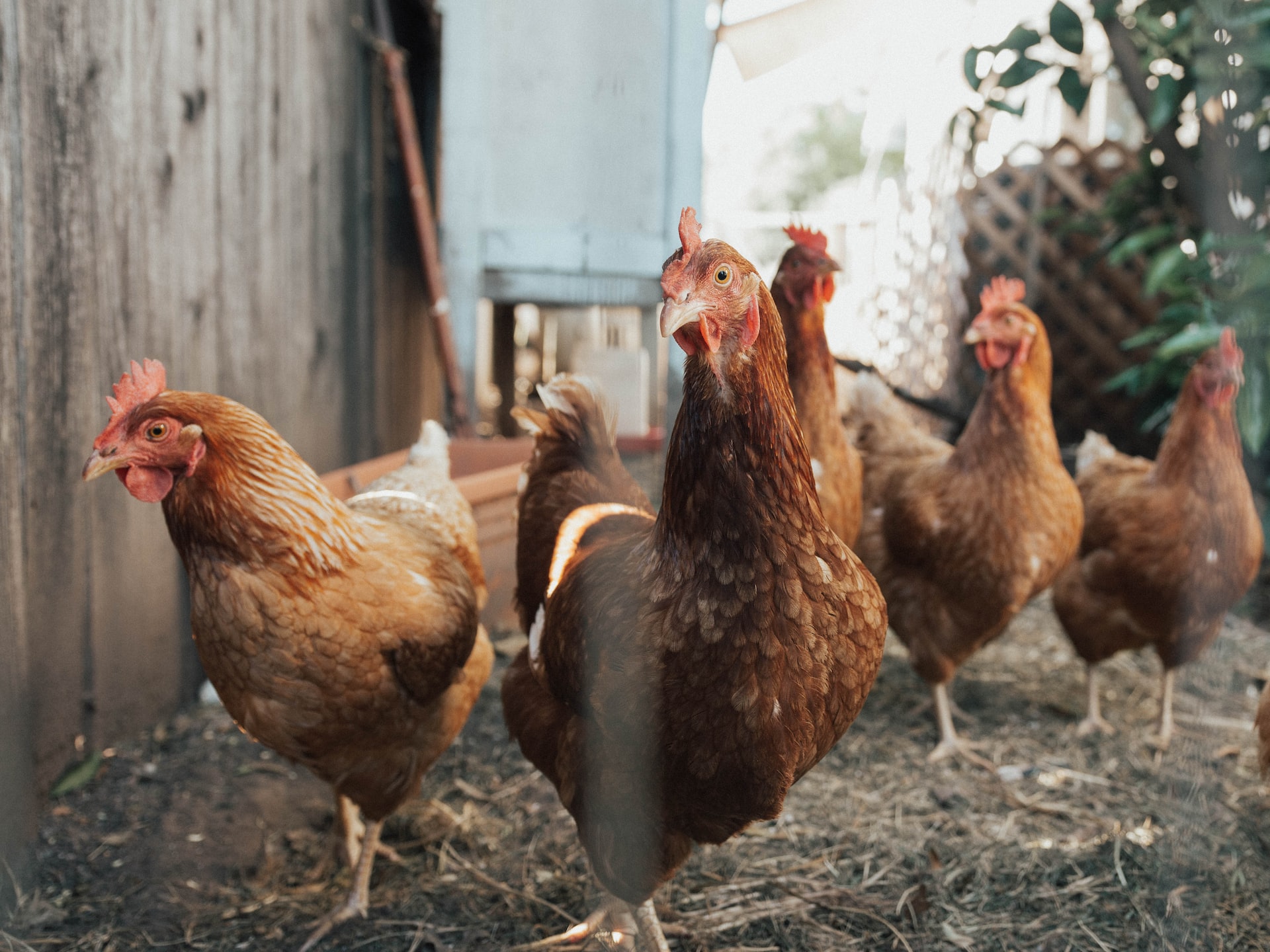 Fransa'da yerli tavuk yetiştiriciliğini krizi