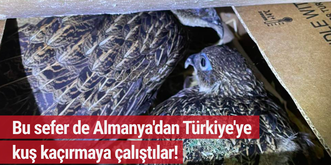 Bu sefer de Almanya'dan Türkiye'ye kuş kaçırmaya çalıştılar!