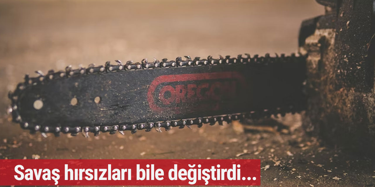 Almanya'nın yeni profesyonel hırsızları ormanları telef ediyor!