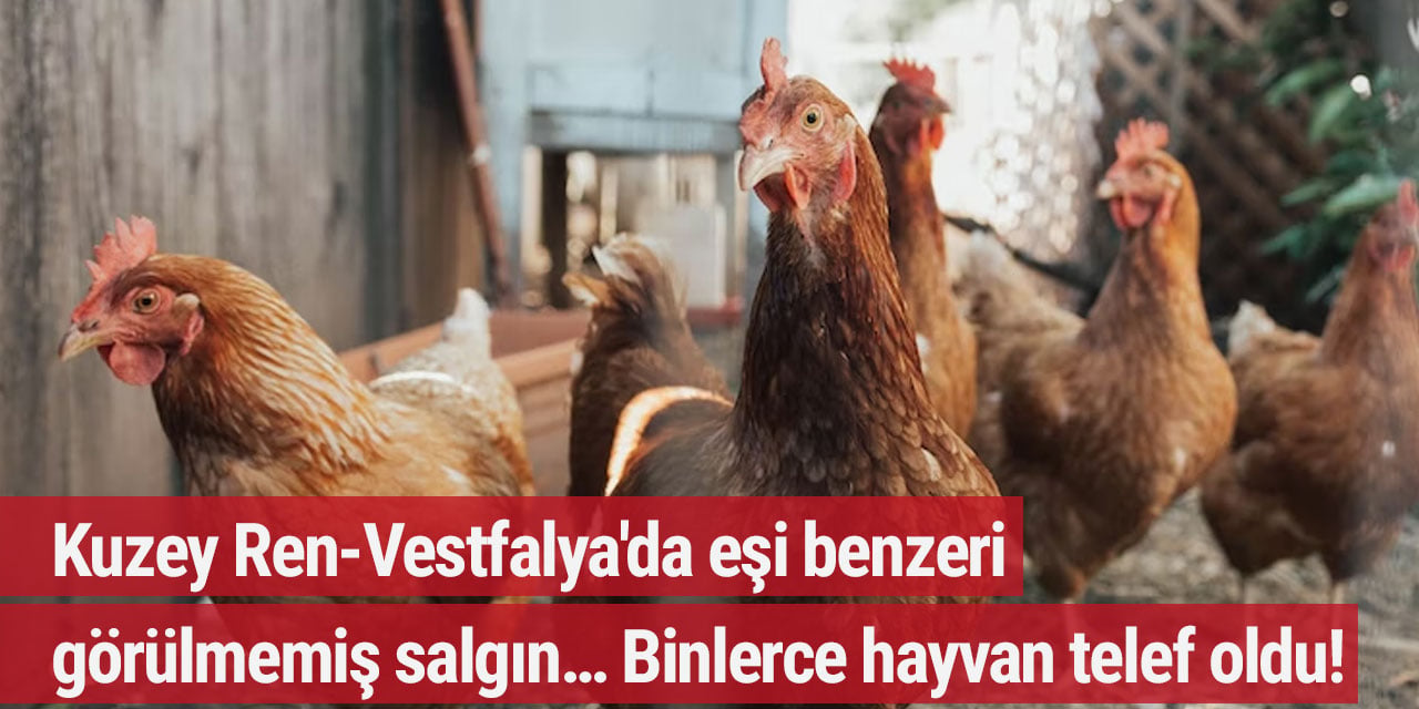 Kuzey Ren-Vestfalya'da eşi benzeri görülmemiş salgın… Binlerce hayvan telef oldu!