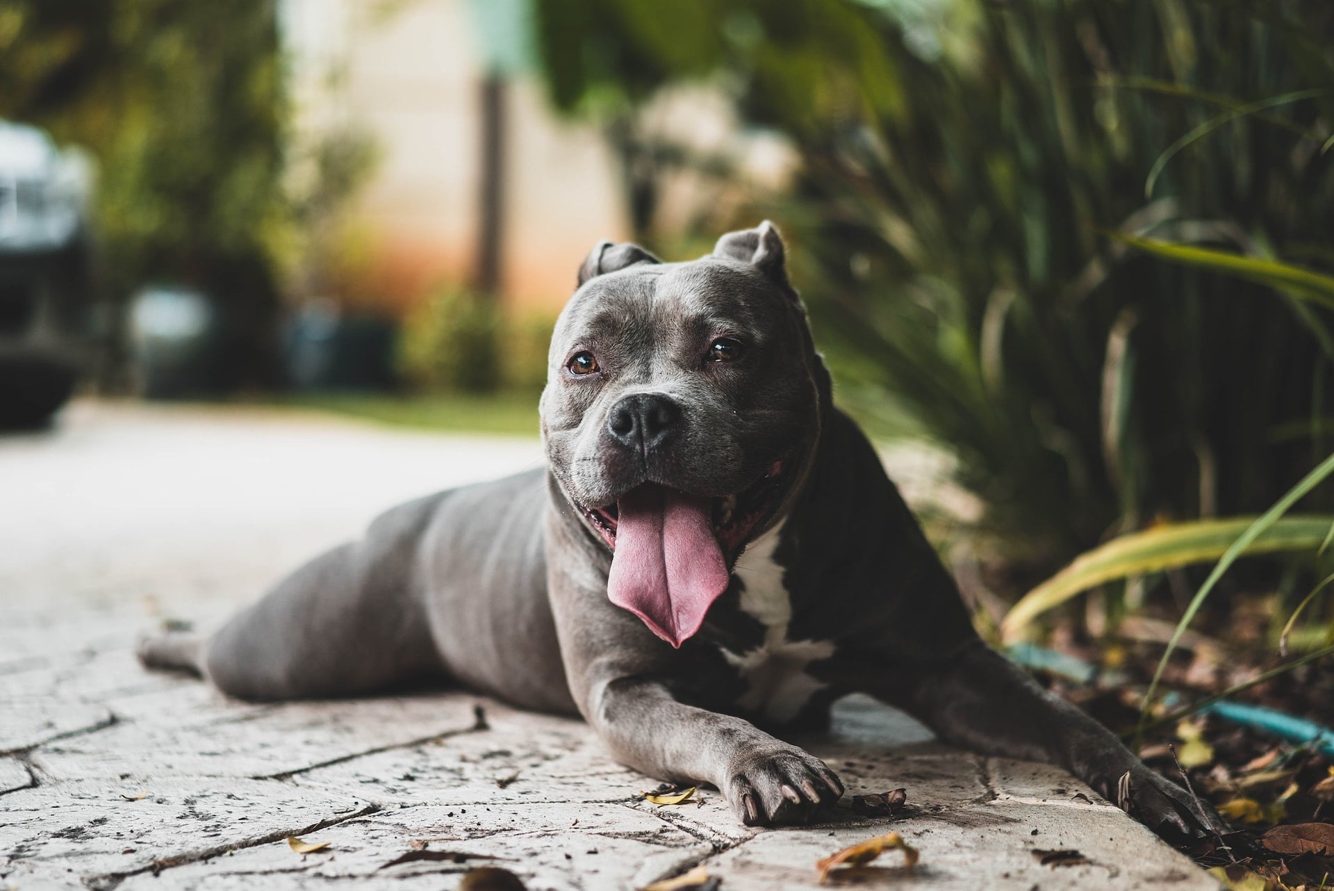 O ülkede pitbull cinsi köpeklerin yasaklanması için 90 bini aşkın imza toplandı