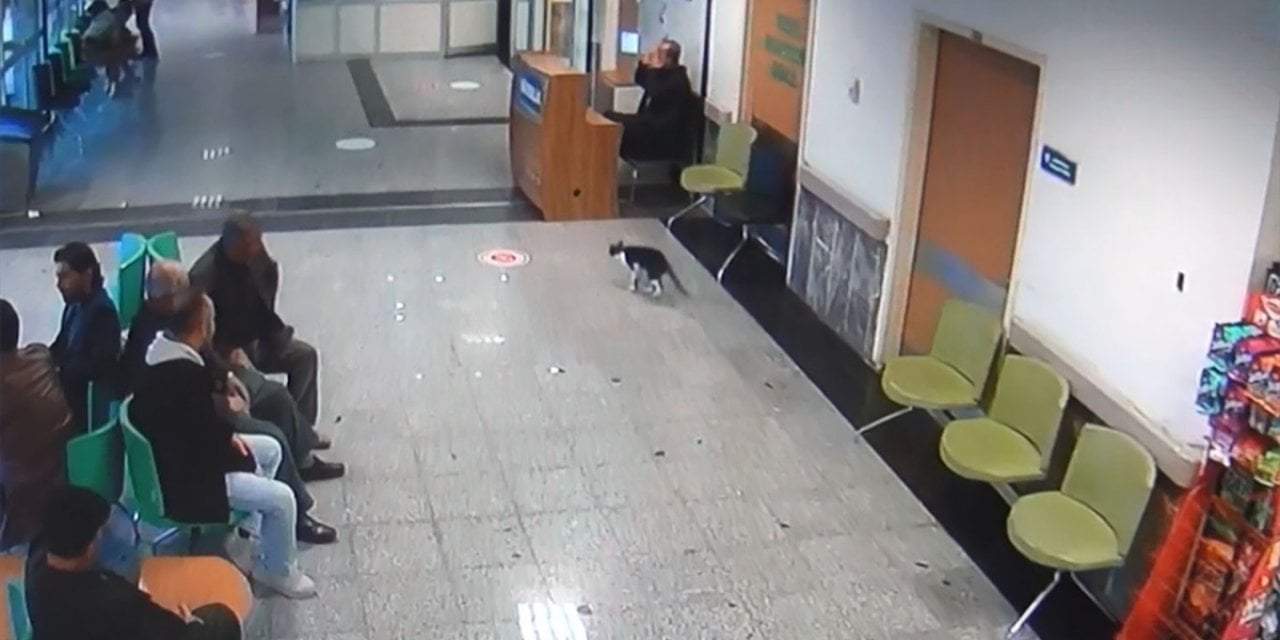 Ayağı kırılan kedi acil servisin yolunu tuttu
