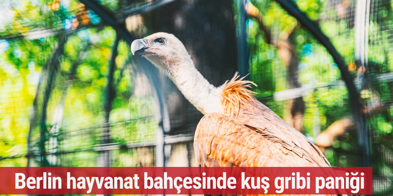 Berlin hayvanat bahçesinde kuş gribi paniği
