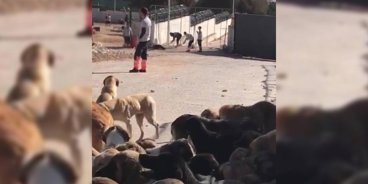 AK Parti’li belediyenin hayvan bakım merkezinde köpek katliamı iddiası! 2 gözaltı