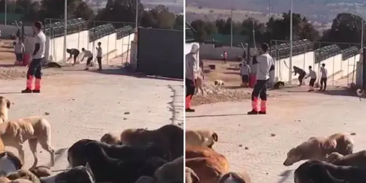 Bakanlıktan Konya Hayvan Barınağı açıklaması! Vahşete tepkiler sürüyor...