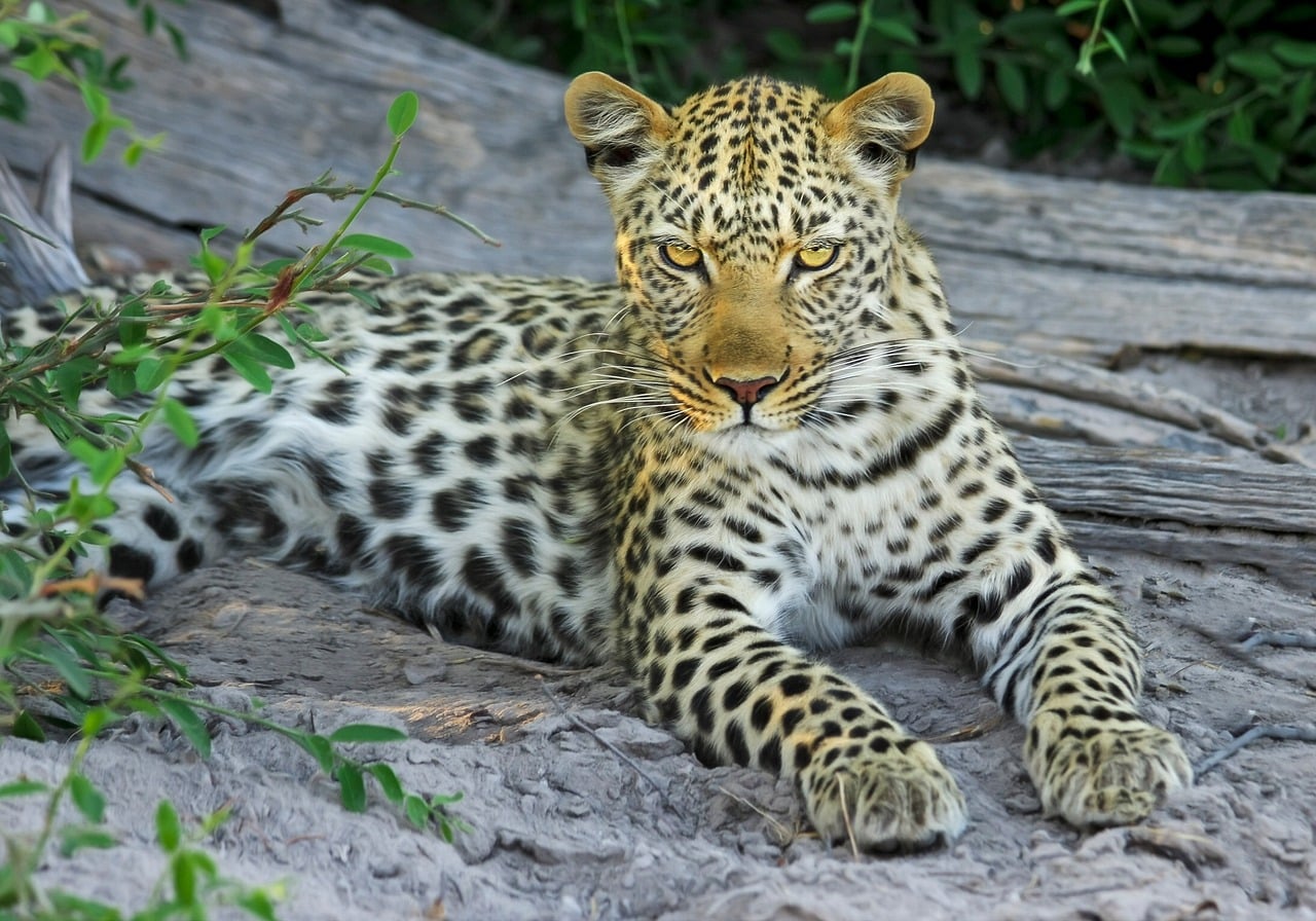 Hindistan'da 7 yaşındaki kız çocuğu leopar tarafından öldürüldü