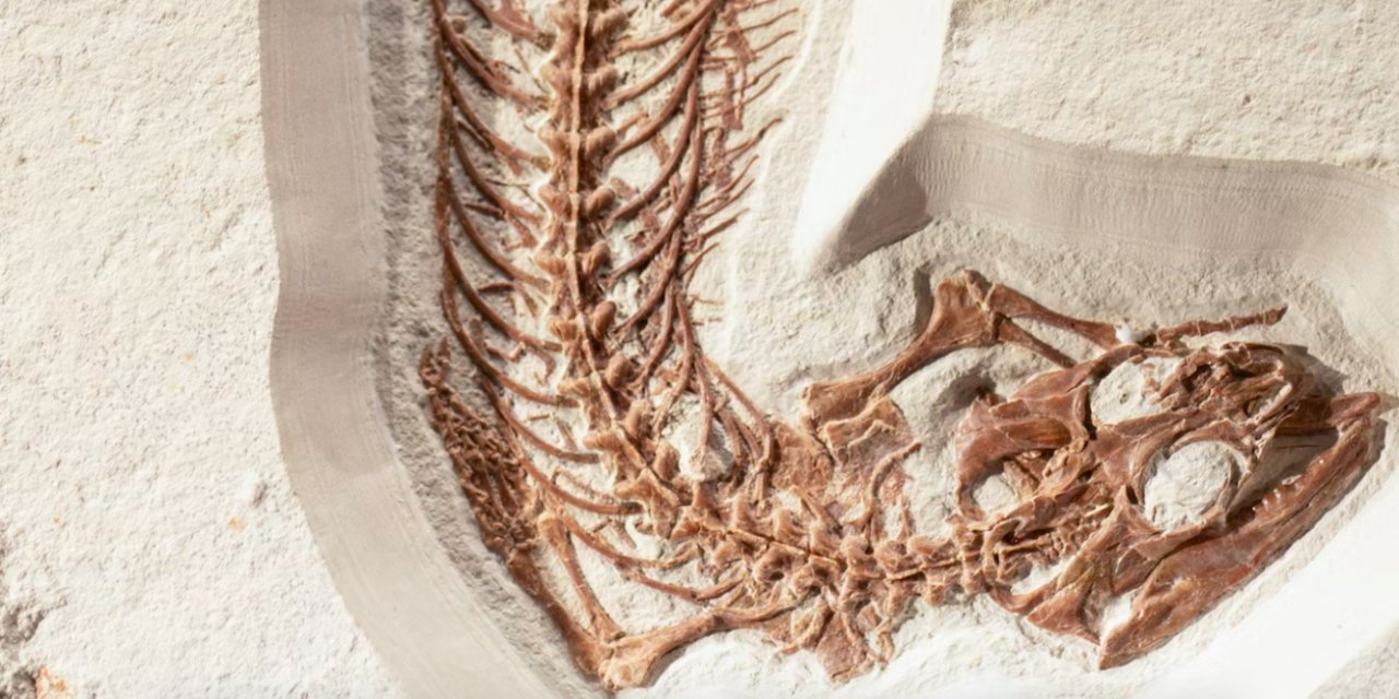120 milyon yıl önce yaşamış "Microraptor"un son yemeği