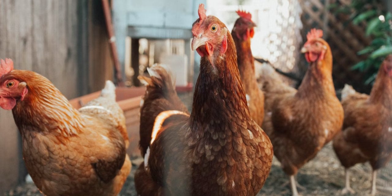 Danimarka'da kuş gribi alarmı