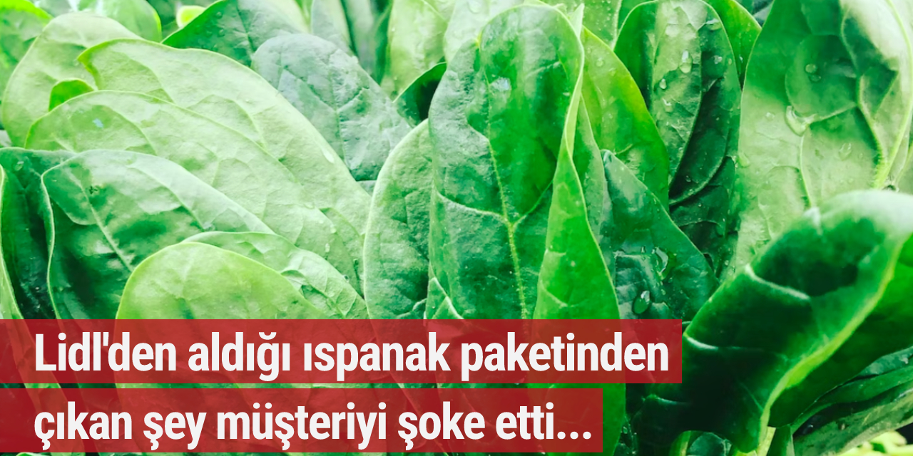 Lidl'den aldığı ıspanak paketinden çıkan şey müşteriyi şoke etti...